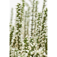 Верес звичайний Вівіка | Calluna vulgaris Vivika | Вереск обыкновенный Вивика