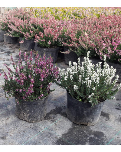 Верес звичайний Вівіка | Calluna vulgaris Vivika | Вереск обыкновенный Вивика