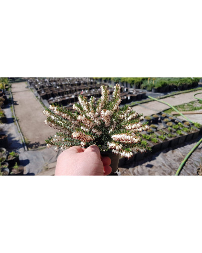 Верес звичайний Вівіка | Calluna vulgaris Vivika | Вереск обыкновенный Вивика
