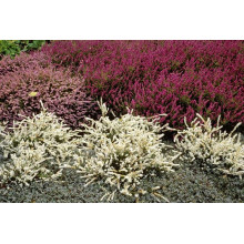 Верес звичайний Вівіка | Calluna vulgaris Vivika | Вереск обыкновенный Вивика