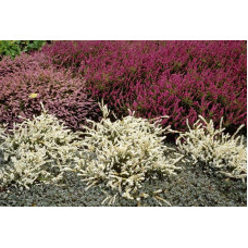 Верес звичайний Вівіка | Calluna vulgaris Vivika | Вереск обыкновенный Вивика