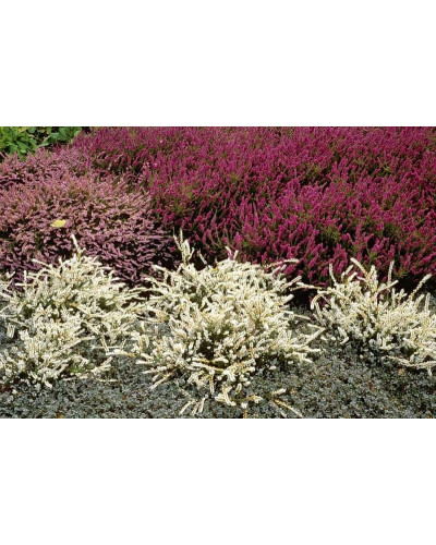 Верес звичайний Вівіка | Calluna vulgaris Vivika | Вереск обыкновенный Вивика