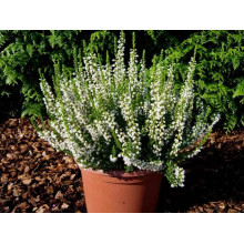 Верес звичайний Вівіка | Calluna vulgaris Vivika | Вереск обыкновенный Вивика