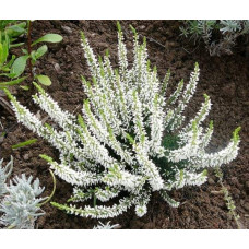 Верес звичайний Вівіка | Calluna vulgaris Vivika | Вереск обыкновенный Вивика