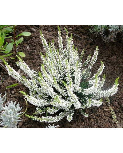 Верес звичайний Вівіка | Calluna vulgaris Vivika | Вереск обыкновенный Вивика