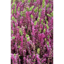 Верес звичайний Вайбе | Calluna vulgaris Waibe | Вереск обыкновенный Вайбе