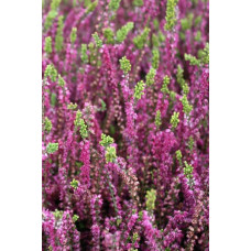 Верес звичайний Вайбе | Calluna vulgaris Waibe | Вереск обыкновенный Вайбе