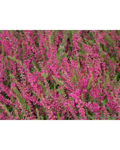 Верес звичайний Вайбе | Calluna vulgaris Waibe | Вереск обыкновенный Вайбе