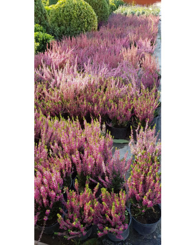 Верес звичайний Вайбе | Calluna vulgaris Waibe | Вереск обыкновенный Вайбе