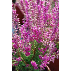 Верес звичайний Вайбе | Calluna vulgaris Waibe | Вереск обыкновенный Вайбе