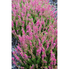 Верес звичайний Анна-Софія | Calluna vulgaris Anna-Sofie | Вереск обыкновенный Анна-София