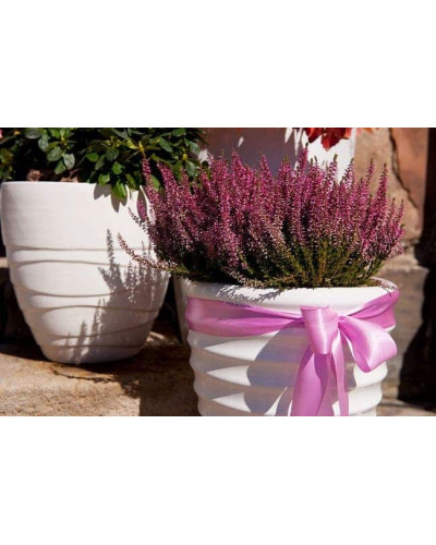 Верес звичайний Анна-Софія | Calluna vulgaris Anna-Sofie | Вереск обыкновенный Анна-София