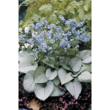 Бруннера великолиста Лукінг Гласс | Brunnera macrophylla Looking Glass | Бруннера крупнолистная Лукинг Гласс