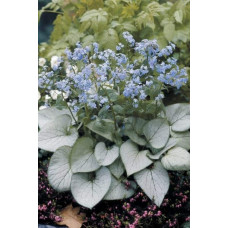 Бруннера великолиста Лукінг Гласс | Brunnera macrophylla Looking Glass | Бруннера крупнолистная Лукинг Гласс