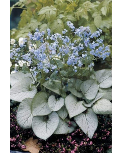 Бруннера великолиста Лукінг Гласс | Brunnera macrophylla Looking Glass | Бруннера крупнолистная Лукинг Гласс
