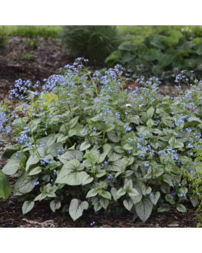 Бруннера великолиста Лукінг Гласс | Brunnera macrophylla Looking Glass | Бруннера крупнолистная Лукинг Гласс
