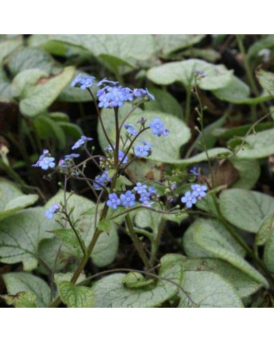 Бруннера великолиста Лукінг Гласс | Brunnera macrophylla Looking Glass | Бруннера крупнолистная Лукинг Гласс