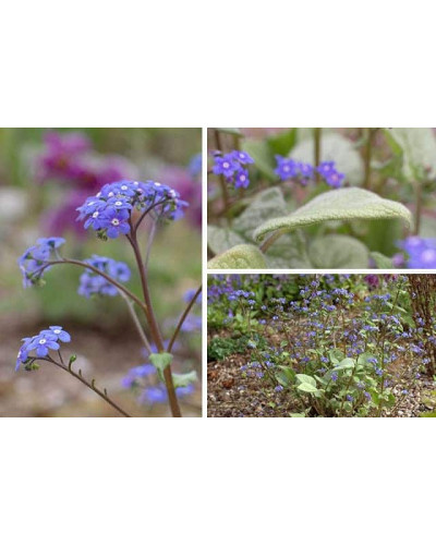 Бруннера великолиста Лукінг Гласс | Brunnera macrophylla Looking Glass | Бруннера крупнолистная Лукинг Гласс