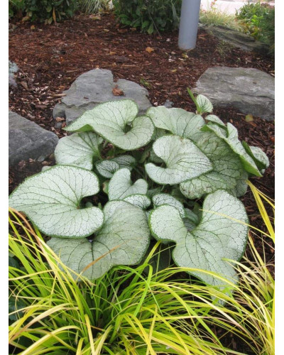 Бруннера великолиста Лукінг Гласс | Brunnera macrophylla Looking Glass | Бруннера крупнолистная Лукинг Гласс