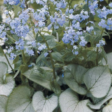 Бруннера великолиста Лукінг Гласс | Brunnera macrophylla Looking Glass | Бруннера крупнолистная Лукинг Гласс