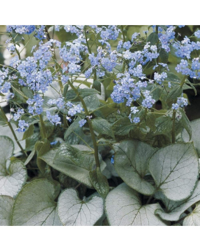 Бруннера великолиста Лукінг Гласс | Brunnera macrophylla Looking Glass | Бруннера крупнолистная Лукинг Гласс