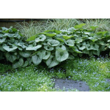 Бруннера великолиста Лукінг Гласс | Brunnera macrophylla Looking Glass | Бруннера крупнолистная Лукинг Гласс