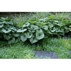 Бруннера великолиста Лукінг Гласс | Brunnera macrophylla Looking Glass | Бруннера крупнолистная Лукинг Гласс