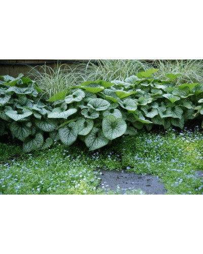 Бруннера великолиста Лукінг Гласс | Brunnera macrophylla Looking Glass | Бруннера крупнолистная Лукинг Гласс