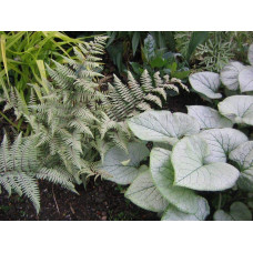 Бруннера великолиста Лукінг Гласс | Brunnera macrophylla Looking Glass | Бруннера крупнолистная Лукинг Гласс