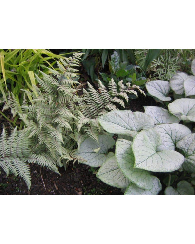 Бруннера великолиста Лукінг Гласс | Brunnera macrophylla Looking Glass | Бруннера крупнолистная Лукинг Гласс