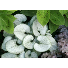 Бруннера великолиста Лукінг Гласс | Brunnera macrophylla Looking Glass | Бруннера крупнолистная Лукинг Гласс