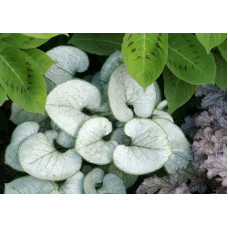 Бруннера великолиста Лукінг Гласс | Brunnera macrophylla Looking Glass | Бруннера крупнолистная Лукинг Гласс