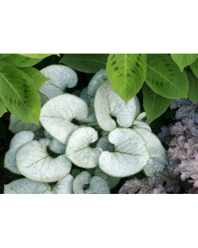 Бруннера великолиста Лукінг Гласс | Brunnera macrophylla Looking Glass | Бруннера крупнолистная Лукинг Гласс