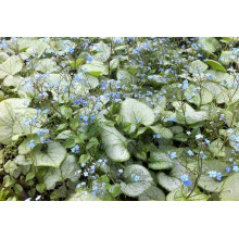Бруннера великолиста Лукінг Гласс | Brunnera macrophylla Looking Glass | Бруннера крупнолистная Лукинг Гласс