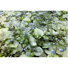Бруннера великолиста Лукінг Гласс | Brunnera macrophylla Looking Glass | Бруннера крупнолистная Лукинг Гласс