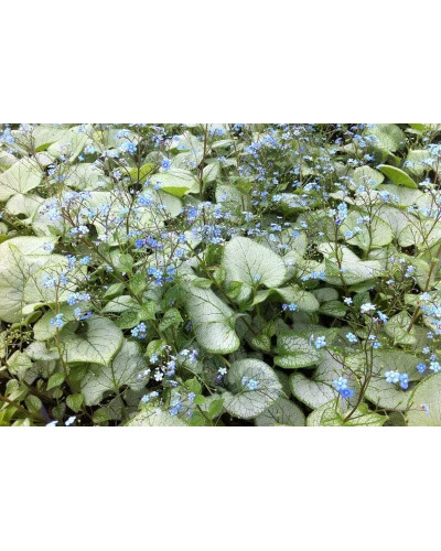 Бруннера великолиста Лукінг Гласс | Brunnera macrophylla Looking Glass | Бруннера крупнолистная Лукинг Гласс