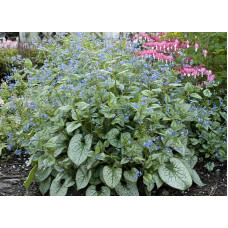 Бруннера великолиста Лукінг Гласс | Brunnera macrophylla Looking Glass | Бруннера крупнолистная Лукинг Гласс