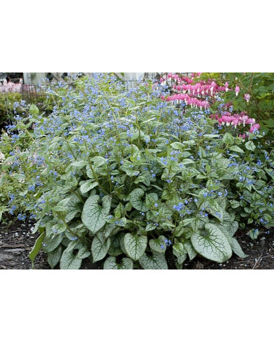 Бруннера великолиста Лукінг Гласс | Brunnera macrophylla Looking Glass | Бруннера крупнолистная Лукинг Гласс