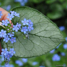 Бруннера великолиста Лукінг Гласс | Brunnera macrophylla Looking Glass | Бруннера крупнолистная Лукинг Гласс