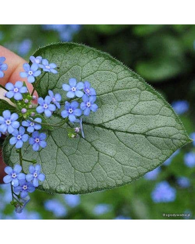 Бруннера великолиста Лукінг Гласс | Brunnera macrophylla Looking Glass | Бруннера крупнолистная Лукинг Гласс