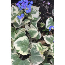 Бруннера великолиста Варієгата | Brunnera macrophylla Variegata | Бруннера крупнолистная Вариегата
