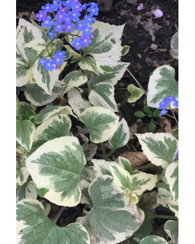 Бруннера великолиста Варієгата | Brunnera macrophylla Variegata | Бруннера крупнолистная Вариегата