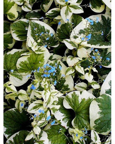 Бруннера великолиста Варієгата | Brunnera macrophylla Variegata | Бруннера крупнолистная Вариегата