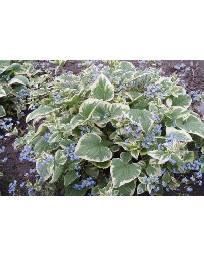 Бруннера великолиста Варієгата | Brunnera macrophylla Variegata | Бруннера крупнолистная Вариегата