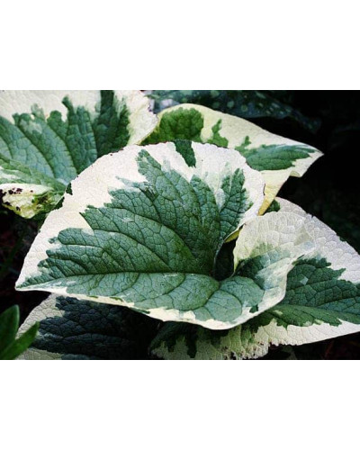 Бруннера великолиста Варієгата | Brunnera macrophylla Variegata | Бруннера крупнолистная Вариегата