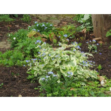 Бруннера великолиста Варієгата | Brunnera macrophylla Variegata | Бруннера крупнолистная Вариегата