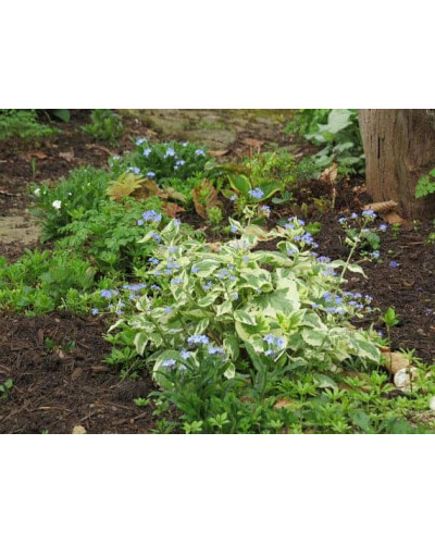 Бруннера великолиста Варієгата | Brunnera macrophylla Variegata | Бруннера крупнолистная Вариегата