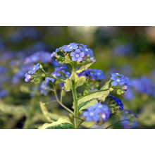 Бруннера великолиста Варієгата | Brunnera macrophylla Variegata | Бруннера крупнолистная Вариегата