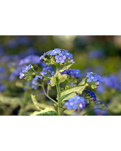 Бруннера великолиста Варієгата | Brunnera macrophylla Variegata | Бруннера крупнолистная Вариегата