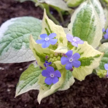 Бруннера великолиста Варієгата | Brunnera macrophylla Variegata | Бруннера крупнолистная Вариегата